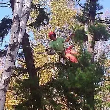 Arborist-in-Action