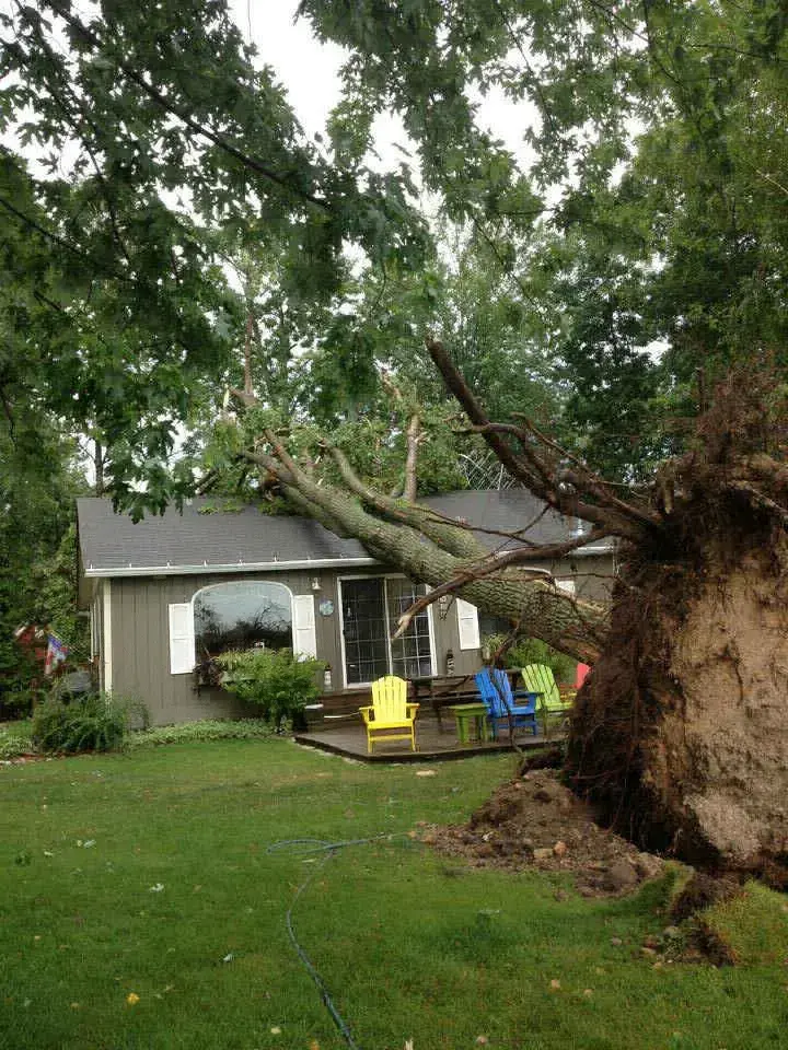 Uprooted-Tree-Cottage